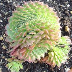 Sempervivum - Dachwurz - Hauswurz